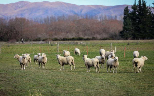 Low-Methane ‘Elite’ Sheep Breeding Project Finds Success – AgResearch Scientist