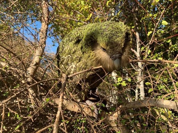 Kākāpō Population Reaches a Record High of 213