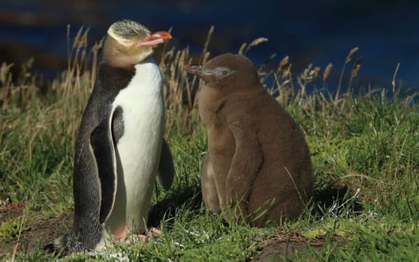 Hoiho Deaths Leave Southland Population On Brink