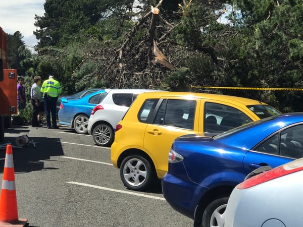 Council Issues Urgent Removal Of Trees After One Fell On Parked Cars