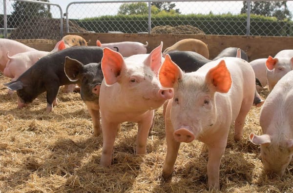 Leading Online Training Programme for Pig Stockpeople Gaining Traction in New Zealand