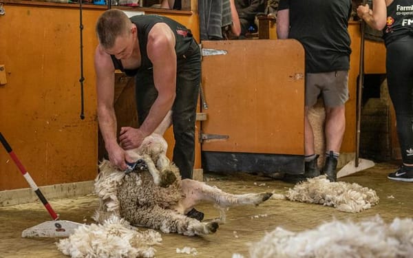 Marathon Shearing Effort Nets $130,000 for Charity Hospital