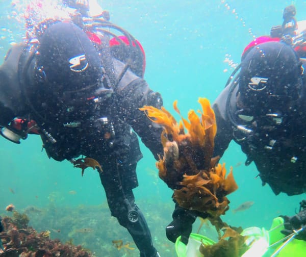 Divers Remove 30,000kg Of Undaria From Fiordland