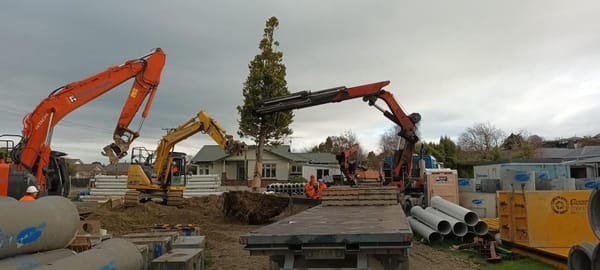 Rare Kauri Finds New Home