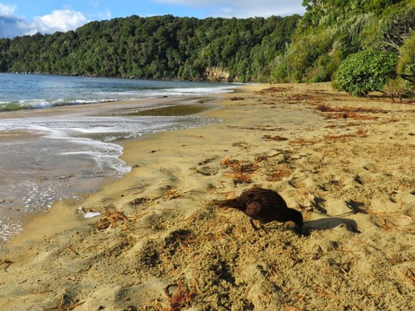 DOC Consults on Plans to Deal with Ulva Island Rat Invasion