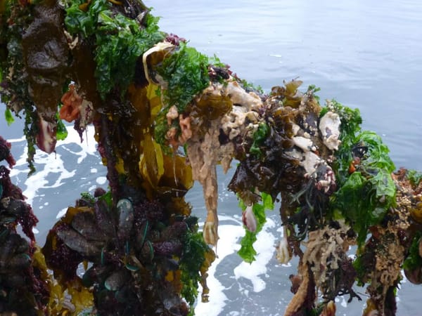 Two Marine Pest Species Discovered at Rakiura Stewart Island