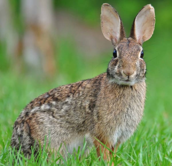 Rabbit Control Scheduled for Stop Banks, Retention Dams