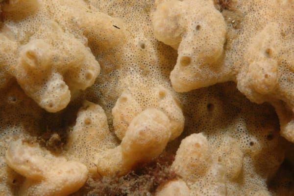 Council Moves to Long-Term Management of Carpet Sea Squirt