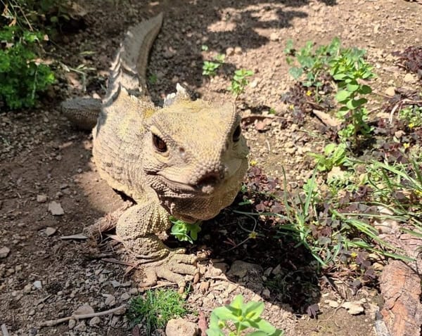 Community Invited to Henry’s Housewarming at New Tuatara Enclosure