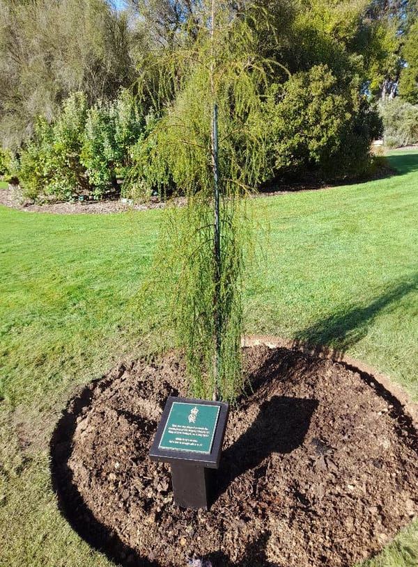 Rimu Tree Planted To Mark Coronation of King Charles 3rd
