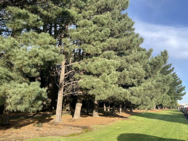 Proactive Tree Removal Scheduled by Invercargill City Council on Kelvin Street