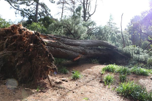 Large Tree in Queens Park Toppled in Stormy weather