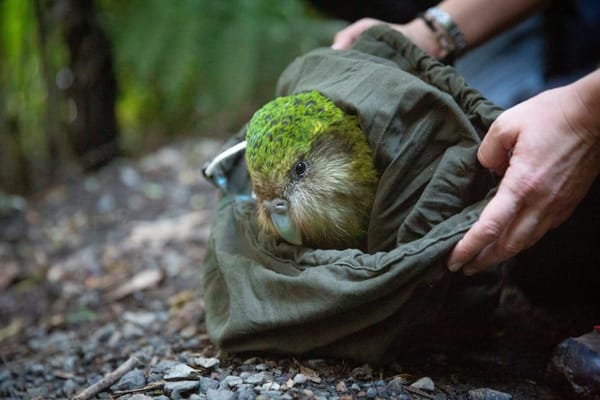 Six more Kākāpō Moved to Sanctuary Mountain Maungatautari