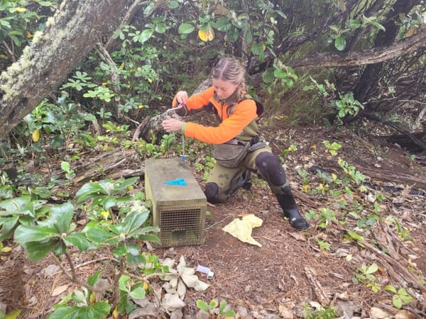 Rat Caught on Ulva Island, Incursion Response in Place