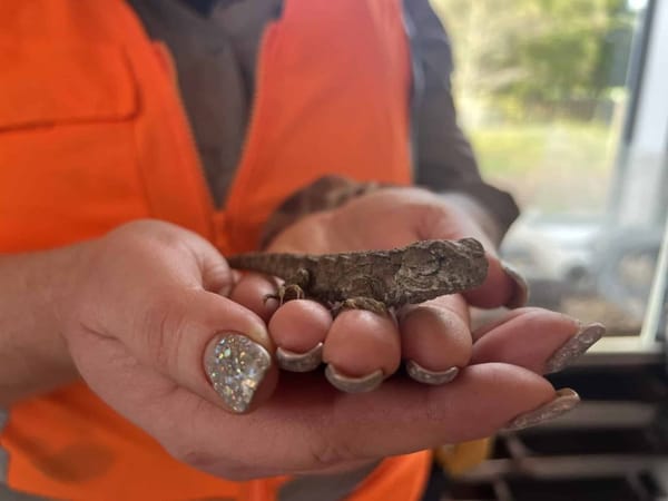 Fifth Baby Tuatara Discovered at Invercargill Museum Site