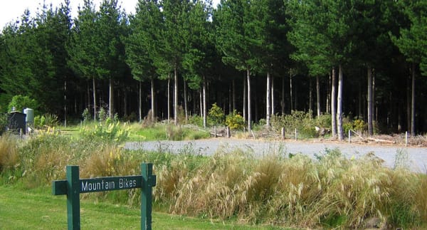 Tree Harvesting to Begin at Sandy Point Domain